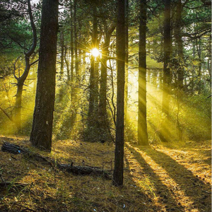 免费大片黄在线观看18中文
